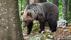 Medvěd hnědý je na Slovensku chráněnou šelmou. (ilustrační snímek)