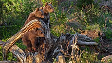 Medvd hndý je na Slovensku chránnou elmou. (ilustraní snímek)