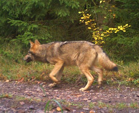 Plron mld vlka zachycen fotopast na Broumovsku na podzim 2017
