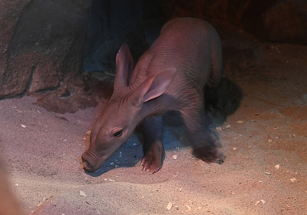 Neohrabaní hrabáči i velbloudi ukázali v olomoucké zoo svá mláďata