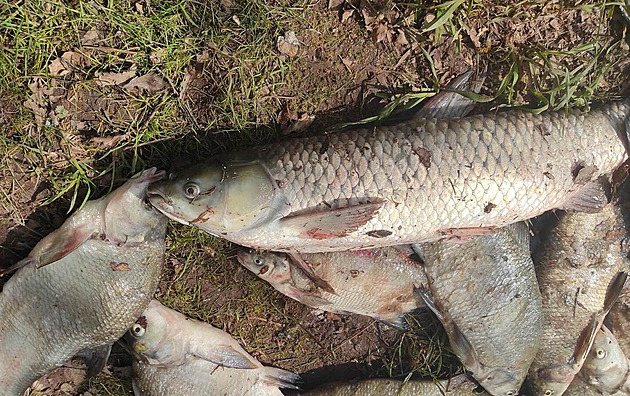 V Odře uhynuly stovky ryb, dva metráky vytáhli v Polsku. Zřejmě neměly kyslík