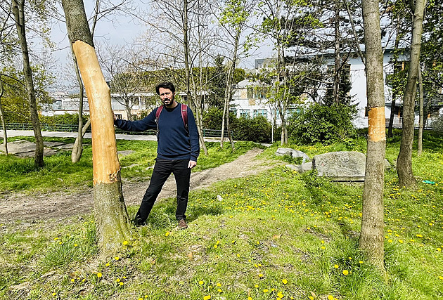 Neznámý vandal zahubil stromy v žižkovských parcích, strhal z nich kůru