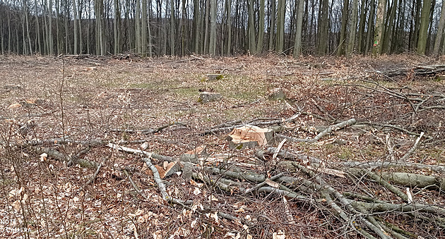 Na nás se v rozpočtu zapomnělo, zlobí se vlastníci lesů. Chybí jim pět miliard