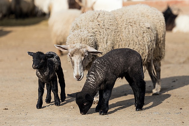 Za ovcemi, ptáky, oslíky, papoušky i pravěkými obry