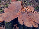 Ochráncm vadí ploné kácení dánického lesa