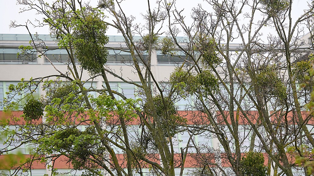 U� léta ohro�uje vzácné stromy a aleje ve Zlínském kraji jmelí. Situace se...