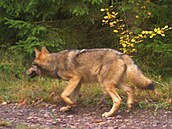 Plroní mlád vlka zachycené fotopastí na Broumovsku na podzim 2017