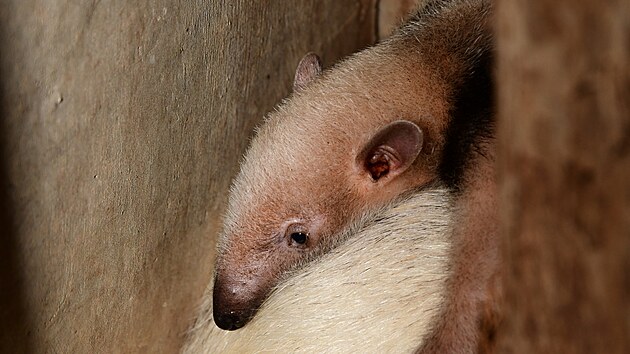 10. dubna přivedla samice Cala v zoo na Svatém Kopečku na svět mládě mravenečníka vážící téměř půl kilogramu.