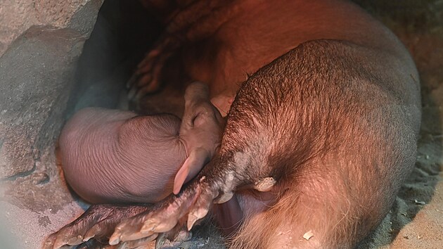 Samice hrabe kapskho (Orycteropus afer) z olomouck zoo, kter se 8. dubna narodilo mld.