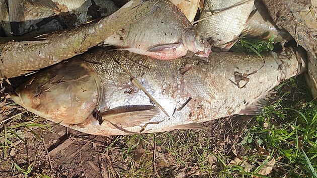 Pes dv st kilogram uhynulch ryb vylovili rybi z rybnka u Velk ernoci na Lounsku. Ekologickou nehodu et policie.