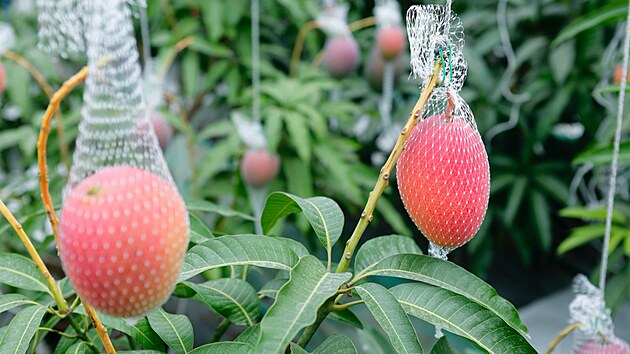 Japonec by si podle vlastních slov nikdy nemyslel, že by s mangy mohl dosáhnout úspěchu. „Nikdo mě na začátku nebral vážně,“ říká Nakagawa. (9. května 2023)