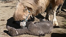 T�i mlá�ata velblouda dvouhrbého (Camelus bactrianus) se narodila v olomoucké...