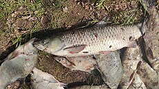 Přes dvě stě kilogramů uhynulých ryb vylovili rybáři z rybníka u Velké Černoci...