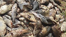 Přes dvě stě kilogramů uhynulých ryb vylovili rybáři z rybníka u Velké Černoci...