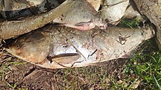 Pes dv st kilogram uhynulých ryb vylovili rybái z rybníka u Velké ernoci...