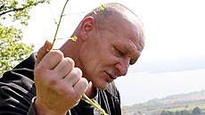 B�eclav�tí v�zni pomáhali s trháním invazivního borytu barví�ského, který...