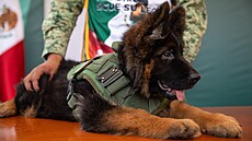Turecko darovalo mexické armád záchranného psa. (4. kvtna 2023)