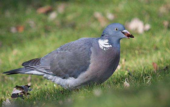 ilustra�ní snímek