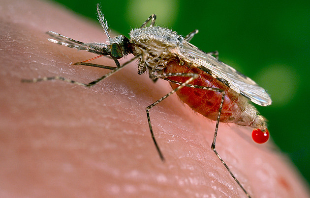 Jak se vyhnout komárům? Mýdlo je přitahuje, kokos odpuzuje, tvrdí vědci