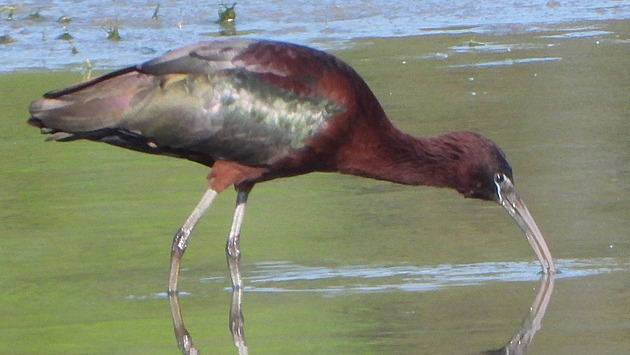 Na střední Moravě se objevily tři ptačí rarity, ornitologové jásají