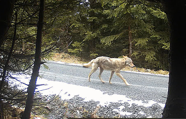 Fotopasti zachytily v lesích CHKO Jeseníky vlčí pár, aktivisté chtějí šelmy chránit