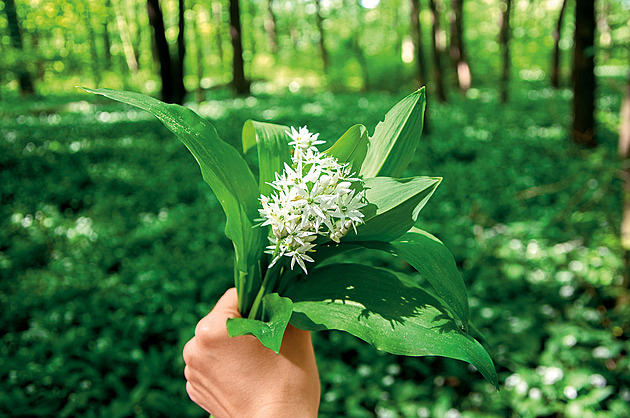 Za určitých okolností mohou být šalvěj i bazalka jedovaté, říká bioložka