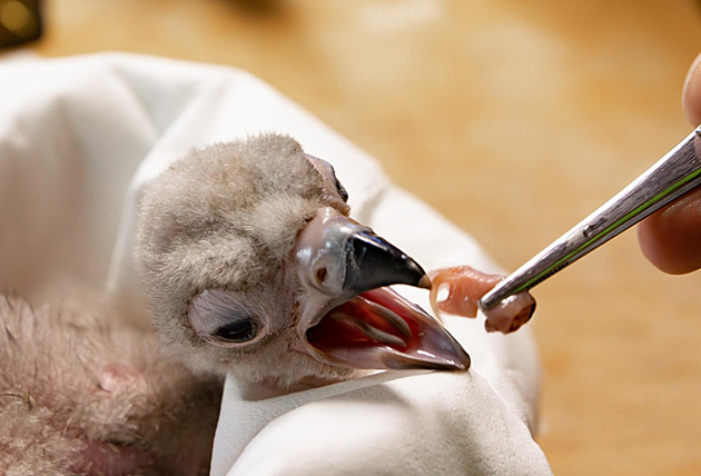 Úspěch po třiceti letech. V liberecké zoo se vylíhlo mládě supa hnědého