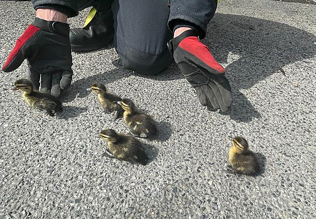 Sedm kachních mláďat spadlo do kanálu, zachránili je strážníci s hasiči
