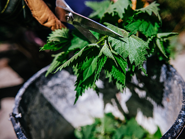 Přírodní hnojivo nejen pro zeleninu, jež stojí jen trochu práce a času