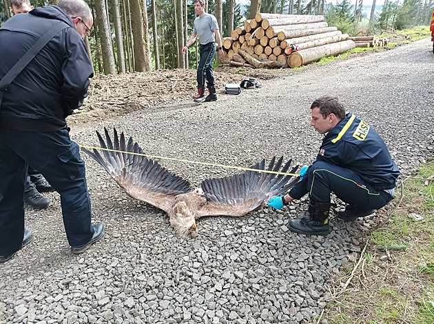 Samici chráněného orla mořského někdo otrávil na Toužimsku. Její mládě uhynulo...