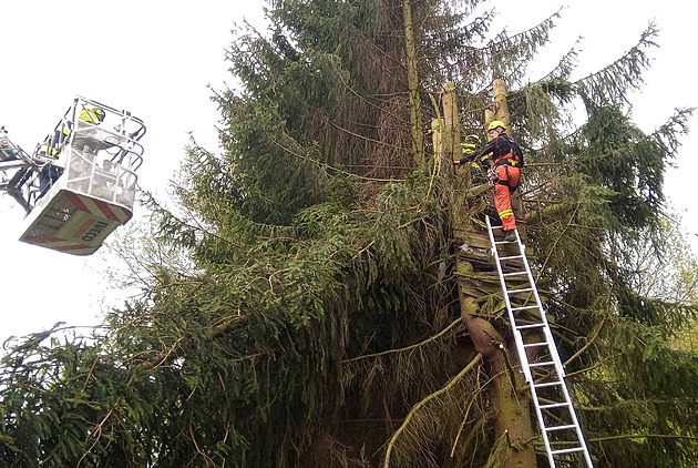 Při kácení vysokého stromu se muž ocitl v pasti, dolů ho sundávali hasiči