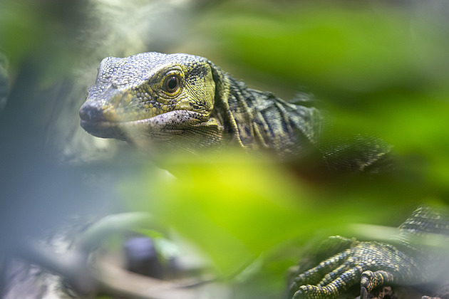Zoo Plzeň odstartovala letošní hlavní sezonu