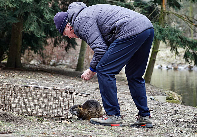 Přemnožené nutrie míří do klecí