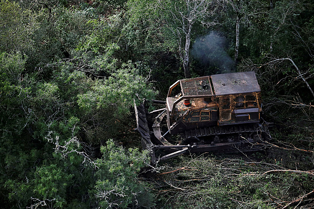 Stát zvažuje dávat miliony na kontrolu odlesňování. To v Česku neexistuje