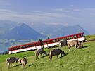Zubaka, která jezdí od roku 1871 z Vitznau na horu Rigi ve výcarsku, byla...