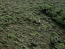 Buldozer odstrauje stromy ze zalesnné oblasti poblí Las Lomitas (18. dubna...