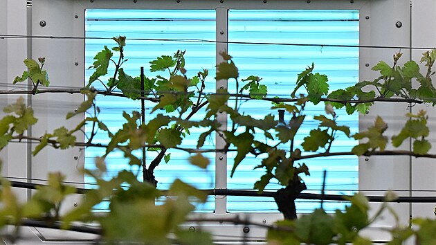 Traktor se speci�ln�mi UV panely o�et�uje ��dky vinn� r�vy nad rybn�kem Nesyt na B�eclavsku. 