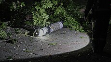 Fragmenty rakety v areálu kyjevské zoo (16. května 2023)