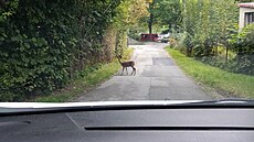 Obyvatelé Blanska potkávají srnky p�ímo v ulicích mezi bytovými domy.