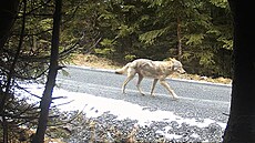 Záběry z fotopastí potvrdily opětovný výskyt vlka v Jeseníkách.