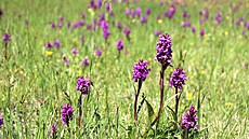 Pro prstnatce májové jsou charakteristické tmavé skvrny na jejich listech.