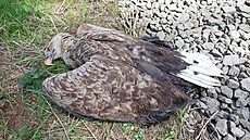 Samici chránného orla moského nkdo otrávil na Touimsku. Její mlád uhynulo...