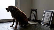 Bobi je v Guinnessov knize rekord zapsán jako nejstarí pes na svt. Na...