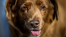 Bobi pat�í k lokální rase Rafeiro do Alentejo, portugalského plemene hlída��...