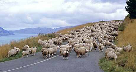 Stádo ovcí na Novém Zélandu na snímku z roku 2009