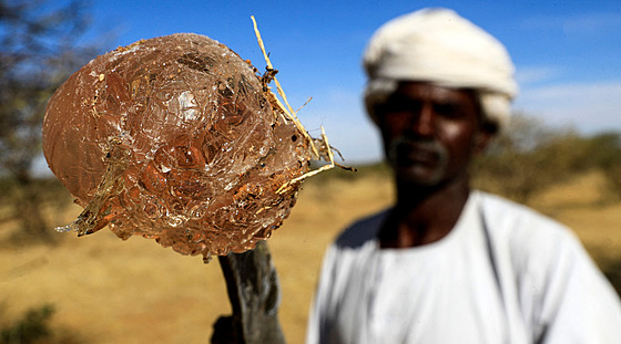 Arabská guma, ilustraní foto