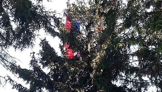 Záchrana paraglidisty, který uvázl v koruně stromu pod kopcem Zvičina na...