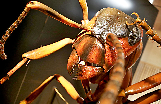 Na valtickém zámku se usadili obří brouci, u hranic vstává památka z trosek