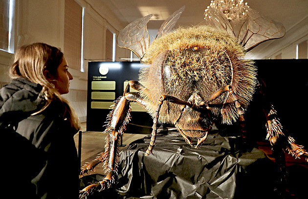 Sršní kusadla, dvoumetrový mravenec či obří blecha. Seznamte se s krásou hmyzu