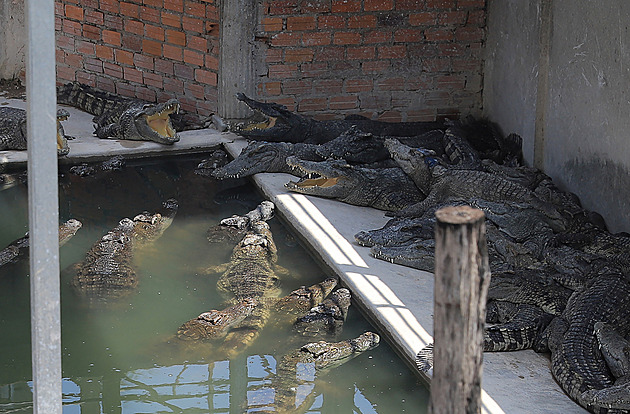 V Kambodži spadl muž do výběhu krokodýlů. Roztrhaly ho desítky plazů